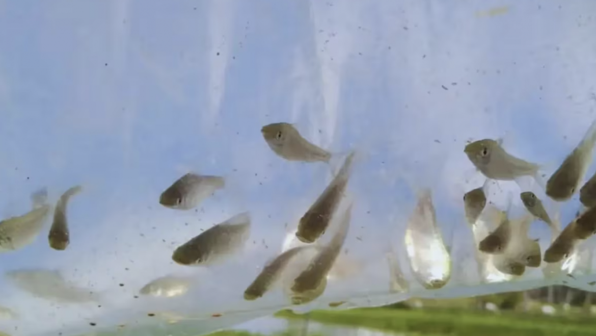Camarones versus mosquitos: impulsan el cultivo de peces como método efectivo para reducir larvas de insectos
